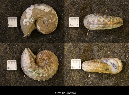 Discoscaphites gulosus
