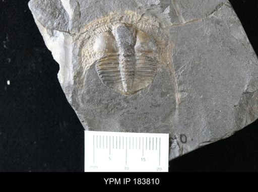 Cryptolithus ornatus