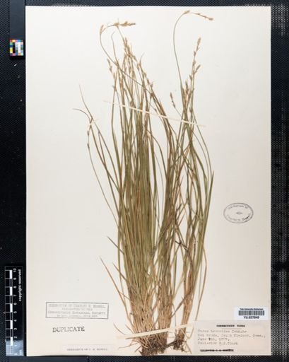 Carex bromoides