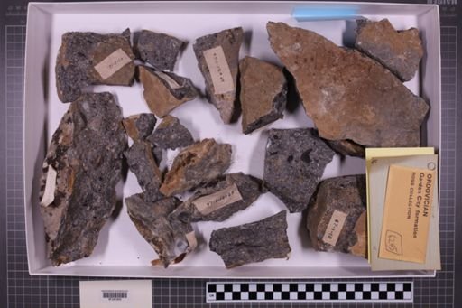 mixed taxa, stratigraphic collection