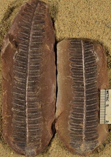 Pecopteris unitus