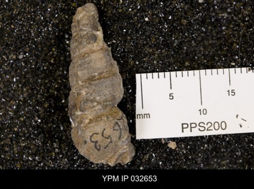 Mesalia kansasensis