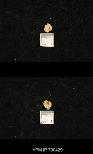 taxon undetermined
