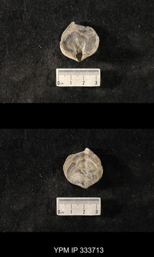 Athyris sp.