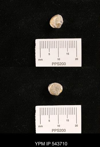 Protocardia sp.