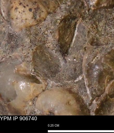 undet. Mollusca