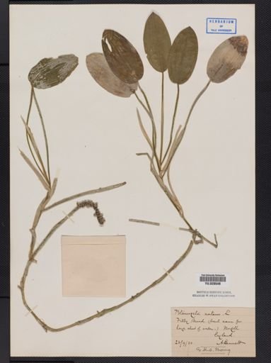 Potamogeton natans