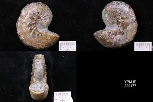Hoploscaphites brevis
