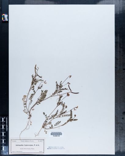 Astragalus