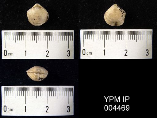 Merista herculea?
