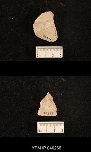 Hexapoda