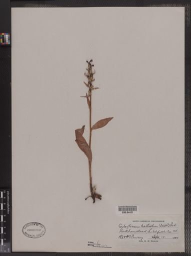 Coeloglossum bracteatum
