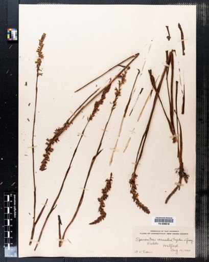 Spiranthes vernalis