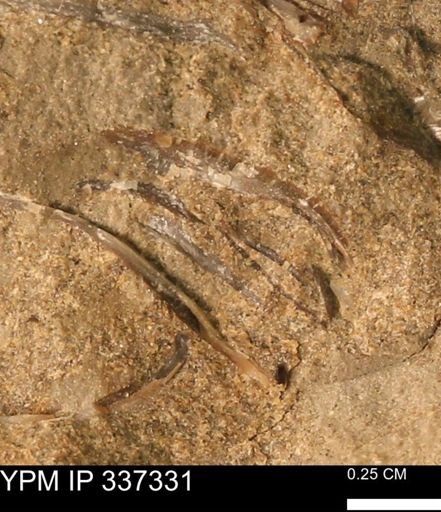undet. Bivalvia