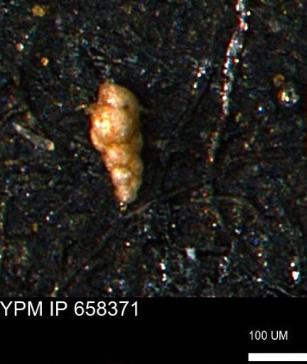 Verneuilinoides kansasensis