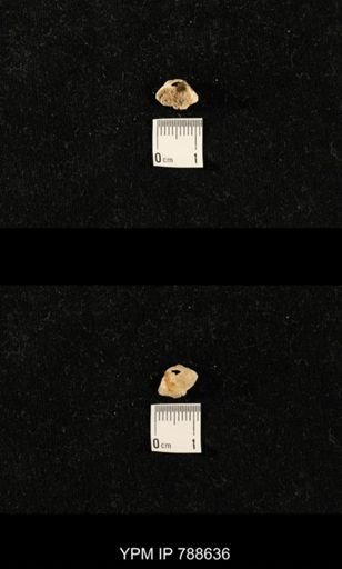 undet. Brachiopoda