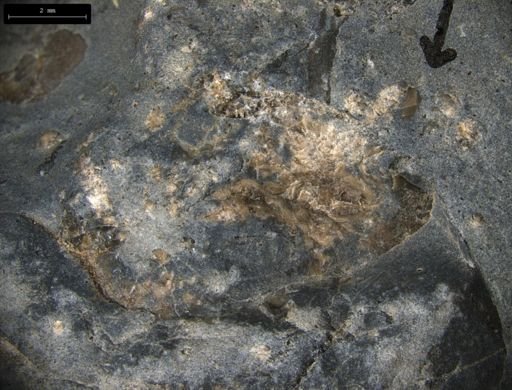 Aplocoma damesii
