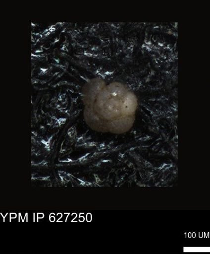 undet. Foraminiferida