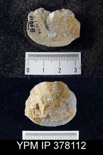 Aulosteges medlicottianus