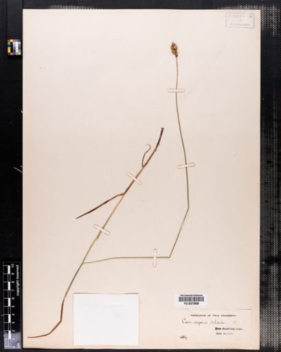 Carex scoparia
