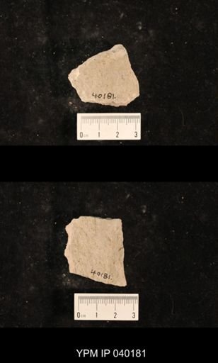 Liomopteridae