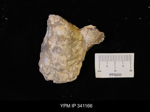 Inoceramus sp.