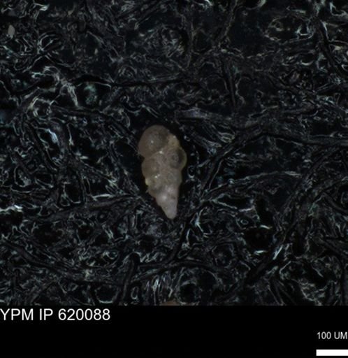 undet. Heterohelicidae