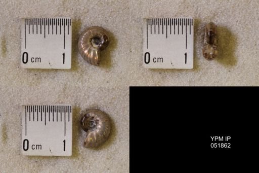 Hoploscaphites nicolletii