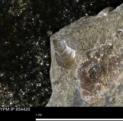 Lingula sp.
