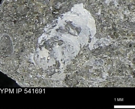 Limopsis striatopunctatus
