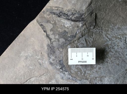 Eurypterida?