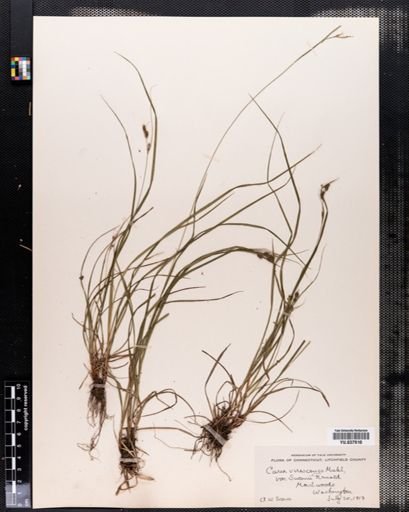 Carex virescens