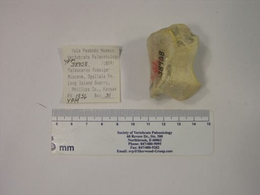 Teleoceras fossiger
