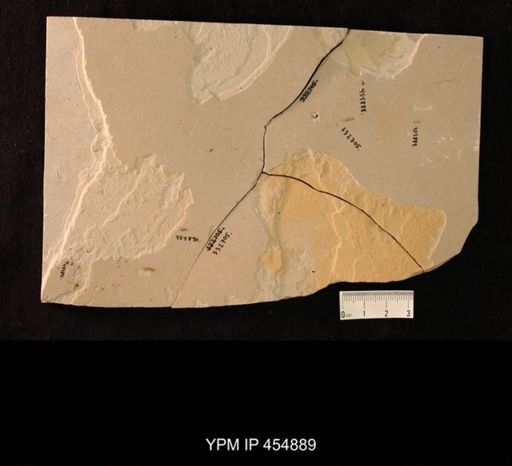 undet. Hexapoda