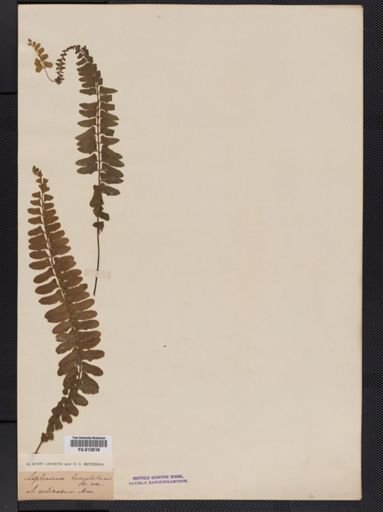 Asplenium