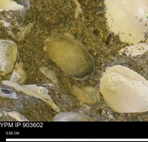 undet. Mollusca