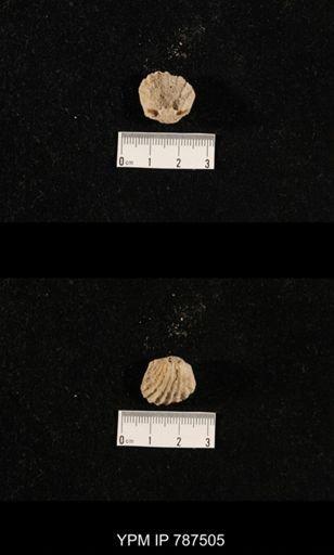 undet. Brachiopoda