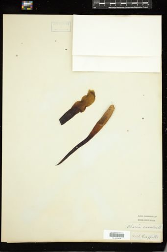 Alaria esculenta