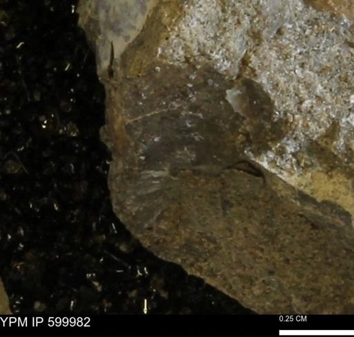 undet. Bivalvia