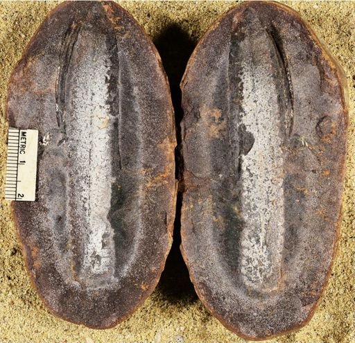 Pecopteris sp.