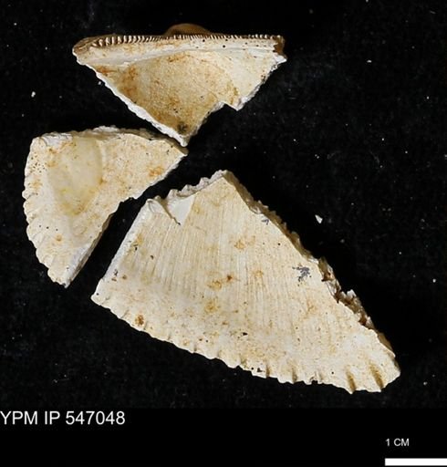 Scapharca transversa