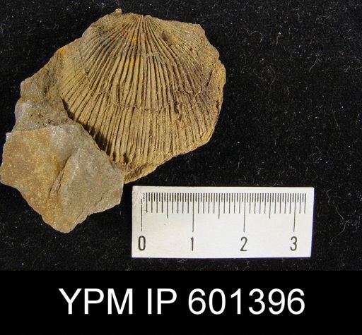Stropheodonta sp.