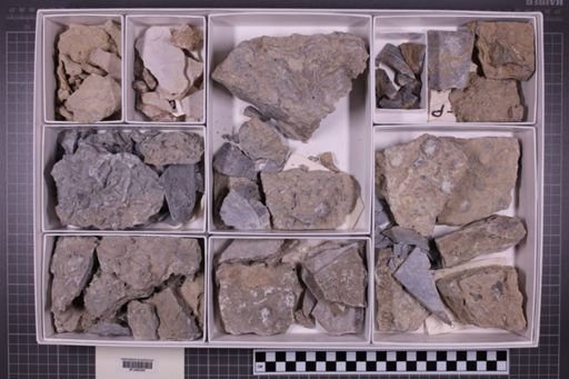 mixed taxa, stratigraphic collection