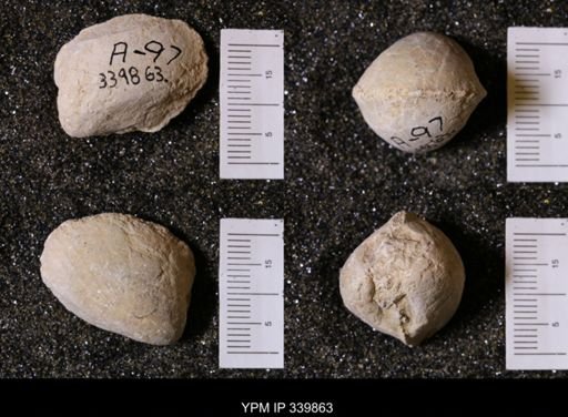 Protocardia sp.