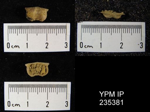 Lissochonetes geinitzianus var. geronticus