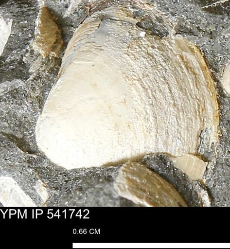 Limopsis striatopunctatus