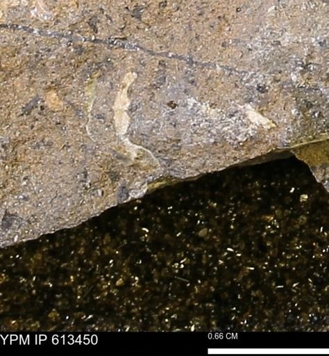 Scaphites sp.
