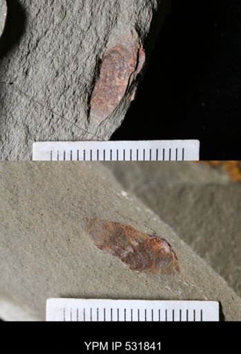 undet. Xiphosurida
