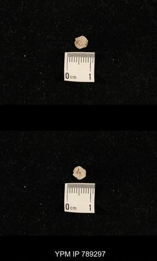 undet. Crinoidea