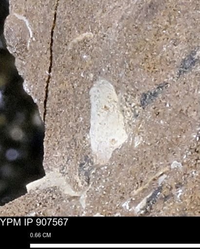 undet. Mollusca